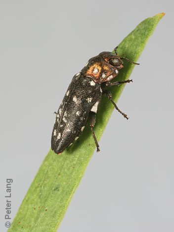 Diphucrania cupreicollis, PL0946, male, on Acacia ligulata, MU, 7.3 × 2.8 mm